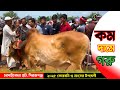 সিরাজগঞ্জের চান্দাইকোনা হাটের কম দামে গরু! cow price in Bangladesh