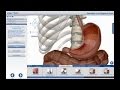 Anatomy & Physiology by Visible Body (demo)