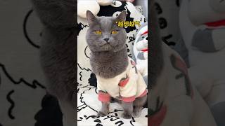 汤圆：你看我穿上这衣服还有没有猫样？ #cat #猫咪的迷惑行为 #pets #萌宠 #精神状态良好