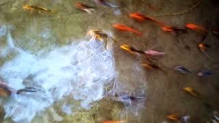 carp fishing#big carp#carp#Black coral studio#new video#comady#news#new  song#all videos#srilanka