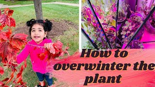 ଦୁର୍ଗାଷ୍ଟମୀ ସ୍ପେସିଆଲ lunch | How to overwinter plants | Grow light setup | Odia Life in USA