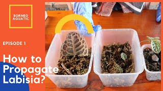 How to Propagate Labisia?