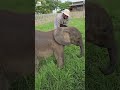 A blooming friendship with baby elephant Phabeni and carer Joshua 🐘