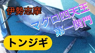 爆釣！！伊勢志摩 ビンチョウジギング！トンジギ！！