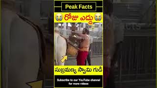 😯గుడికి వెళ్తున్న ఎద్దు😯 Bull takes water to temple #factsintelugu #amazingfacts #peakfacts #shorts