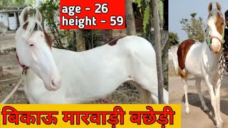 खुली लाल अब्लक मारवाड़ी बछेडी वाजिब दाम में || marwari filly for sale #marwarihorse #royalhorse