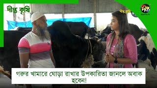 #DeeptoKrishi_C | গরুর খামারে ঘোড়া রাখার উপকারিতা জানলে অবাক হবেন! | DeeptoKrishi