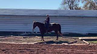 Sherman 2019 AQHA Gelding