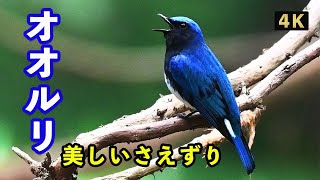 【オオルリ  鳴き声】美しいさえずり、「４Ｋ野鳥撮影」ニコンＺ６ⅱ、「野鳥観察」