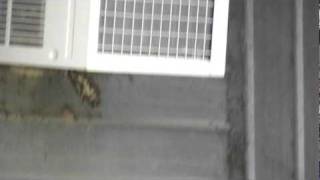 Airsoft Vs. Wasps