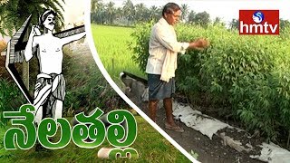 Success Story Of Natural Farming By East Godavari Ideal Farmer | Nela Talli | HMTV