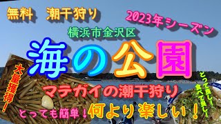 2023年海の公園で無料潮干狩りマテガイ大量獲得！