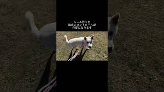 「治す」って言うトレーナー多すぎ。 #doglibre #dogtraining #犬のしつけ