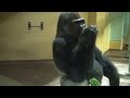 ごはんを食べるニシゴリラ【京都市動物園にて140904】 western gorilla@kyoto city zoo