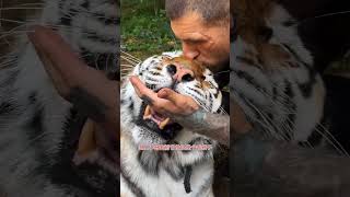 老虎與人類之間的珍貴關係 #animallover #tiger #animals #rescueanimals