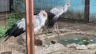 ヘビクイワシのようすです【未公開編】【上野動物園】