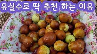 마당 텃밭 정원 1등 유실수 사과 대추 한쪽 가지에서 200개 이상 전원주택정원 텃밭정원 주택정원 전원생활