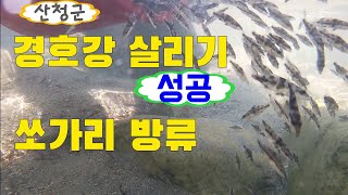 경호강 살리기(쏘가리 방류) 어떻게 ?