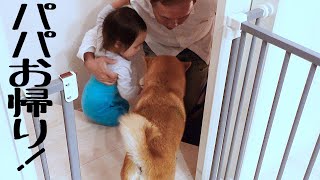 柴犬と２歳娘が女の戦い？パパが愛されすぎてリビングになかなか入れない｜犬と子供のvlog