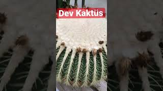 Dev Kaktüs