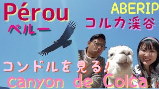 【ABERIP】Pérou : CANYON DE COLCA ペルーのコルカ渓谷への1泊2日のツアー　アルパカ/チバイの温泉/コンドル