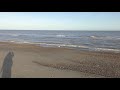 good gull by sea looks for food rspb minsmere 30jan18 250p 4k