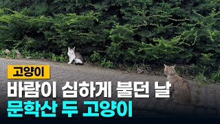 [4K] 바람이 심하게 불던 날 문학산 고양이 - Munhaksan cat on a windy day