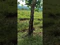 single horn rhino first look at baguri zone west zone kaziranga national park