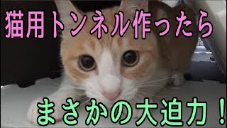 猫用のトンネルを作ったら大迫力の映像が撮れたｗｗｗ