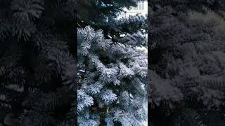 Это зимнее волшебство...💫🌲❄️❄️❄️❄️❄️❄️❄️