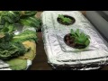 Kratky Hydroponics — How I Killed my Lettuce and What Not to Do