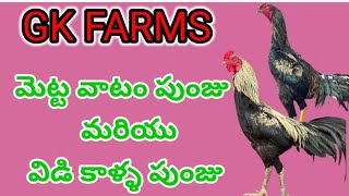 👍🐓🔥💥మెట్ట వాటం పుంజు మరియు విడి కాళ్ళ పుంజు 🔥💥👍 బ్రదర్ నెంబర్:-8886855690 (లేదా) 9731411140