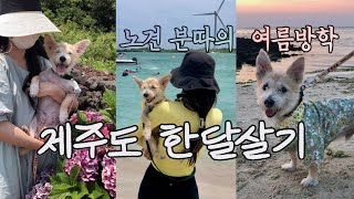 [분따의 여름방학2] 강아지랑 제주도 한달살기 | 노견과 제주도 한달살기