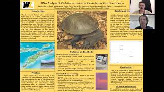 DNA Analysis of Chelodina mccordi from the Audubon Zoo, New Orleans