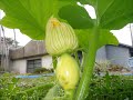 カボチャの花の開花