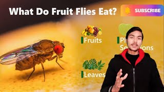 How Flies Actually Eat Your Food 😨 | मक्खियाँ वास्तव में आपका खाना कैसे खाती हैं 😨