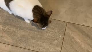 My cat eating crunchy treats