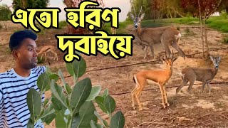 দুবাইয়ে এতো হরিণ এটা ভাবা যায়  না | wildlife in dubai | সওি এটা দুবাই তো