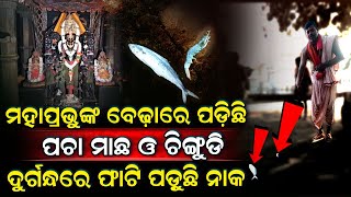 ମହାପ୍ରଭୁଙ୍କ ବେଢାରେ ପଡିଛି ପଚା ମାଛ ଚିଙ୍ଗୁଡି, ଦୁର୍ଗନ୍ଧରେ ଫାଟି ପଡୁଛି ନାକ, ରାଗିଗଲେ ସେବାୟତ...