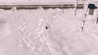 寒雀が雪で遊ぶ