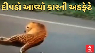 Navsari News | રસ્તો ક્રોસ કરતા દીપડાને વાગી કારની ટક્કર, યુવતી થઈ ઈજાગ્રસ્ત Watch Video