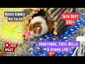 LIVE : 16th Sept 2024 : All 4 of the Crazy Crew : Honeyduke, Coco, Bella & Stripe