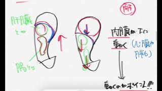 【内臓治療セルフケア】横隔膜を使った腹式呼吸【家庭の医学】