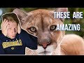 British Guy Reacts To 25 U.S. Animals You Won't Find Anywhere Else