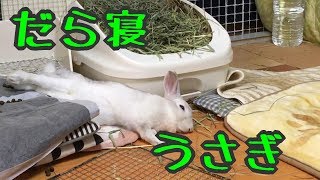 【うさぎ】夏休み【Rabbit Queen】