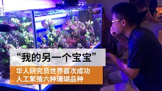 华人学者澳洲成功人工繁殖六种珊瑚品种  能否成为大堡礁“救星”？ | 华人故事 |SBS中文