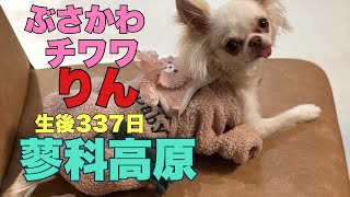 ぶさかわチワワりん。生後337日冬の蓼科高原