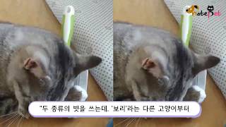 윤기나는 털의 비밀 '셀프 빗질'..관리할 줄 아는 고양이