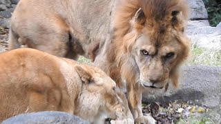 やっぱりリリーを見ていたいバリー（ライオン）とべ動物園にて