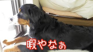 【大型犬の日常】引き戸の開け方を覚える　バーニーズマウンテンドッグ　 bernese mountain dog opening the door